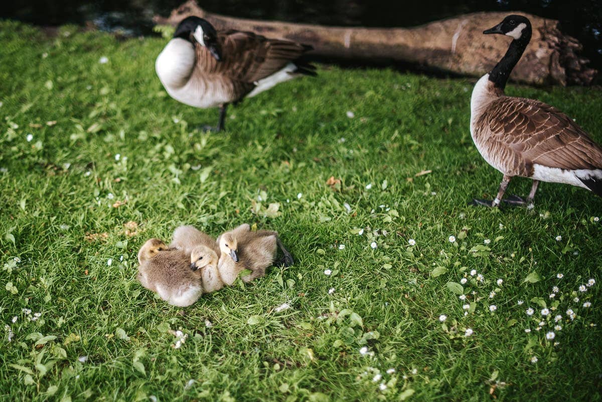 morden hall gooslings