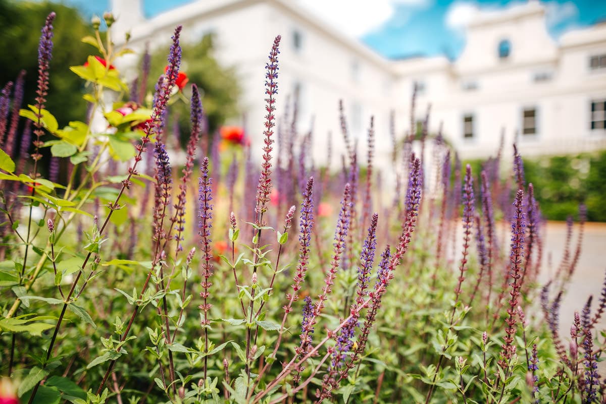 morden hall park flowers
