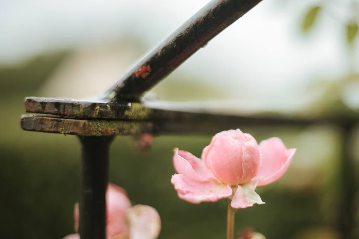tipi wedding berkshire roses in the garden