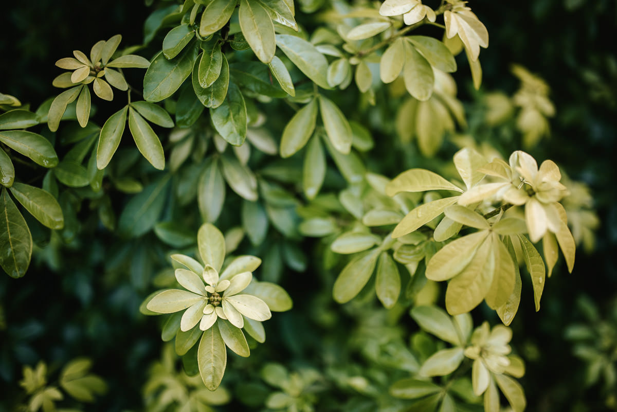 winchester wedding green