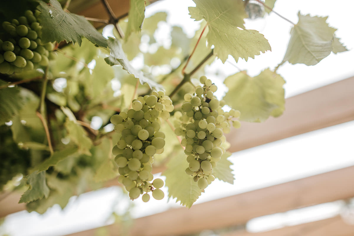 sopley mill wedding drinks reception grapes