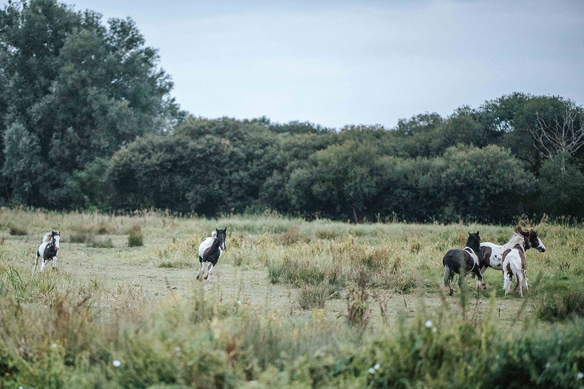 sopley mill wedding horses
