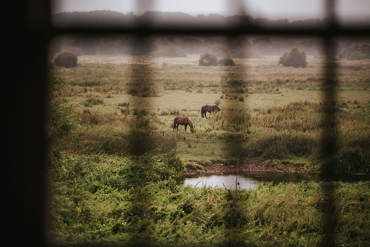 sopley mill wedding horses in the fields