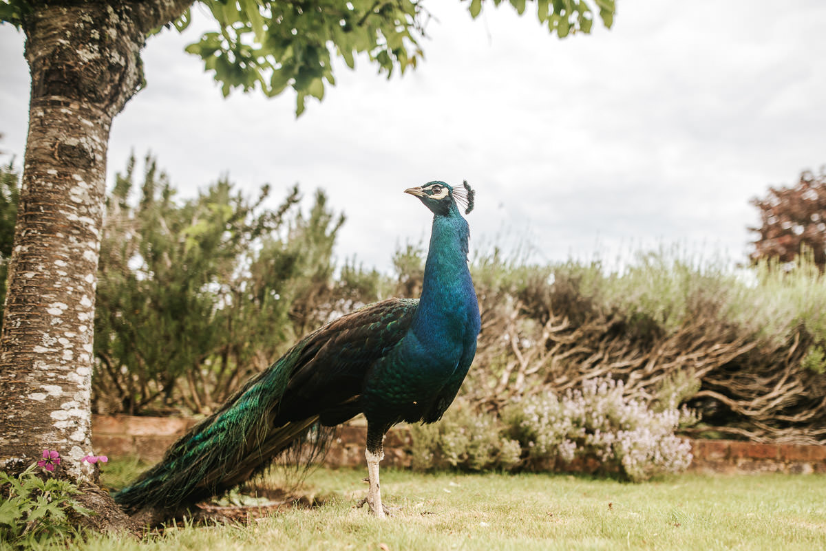 northbrook park wedding